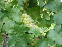 Grapes in a vineyard in Germany